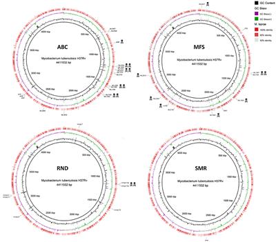 Insights on Mycobacterium leprae Efflux Pumps and Their Implications in Drug Resistance and Virulence